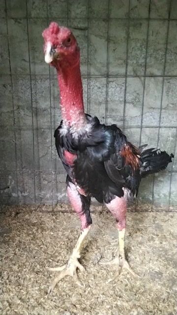 Gà tơ Đen Đỏ. Mua bán Gà tại Huyện Đông Sơn Thanh Hóa được đăng bởi Gà Đòn Đông Lĩnh hình 1
