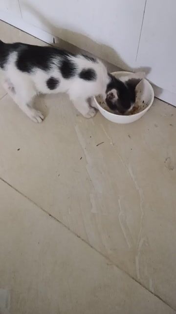 Mèo con Đen trắng Khỏe mạnh. Mua bán Mèo tại Quận Nam Từ Liêm Hà Nội được đăng bởi Trần Bá Khoa hình 1