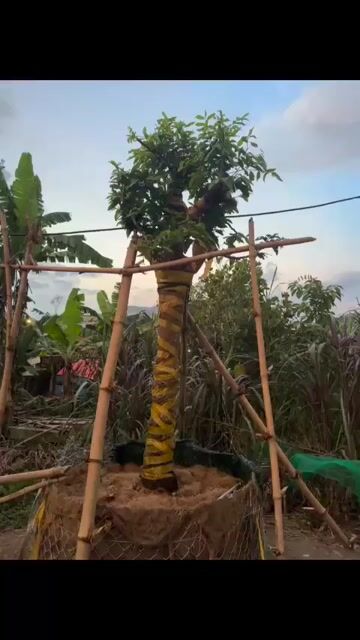 Cây cảnh Mai xanh Quảng Nam. Mua bán Cây cảnh, đồ trang trí tại Quận Liên Chiểu Đà Nẵng được đăng bởi huy tran hình 1