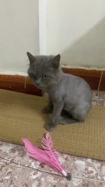 Mèo Anh lông dài 3 tháng tuổi. Mua bán Mèo tại Quận Đống Đa Hà Nội được đăng bởi No Name hình 1