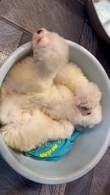 Chó Phốc Sóc trắng thuần chủng. Mua bán Chó tại Huyện Hoài Đức Hà Nội được đăng bởi Lạc Lạc  hình 1