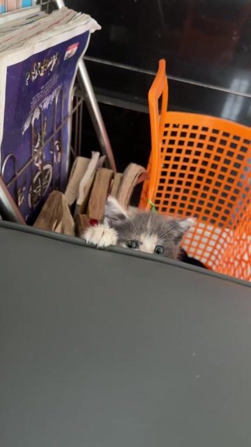 Mèo Anh lông ngắn lai. Mua bán Mèo tại Thành phố Biên Hòa Đồng Nai được đăng bởi Thu Nguyen hình 1