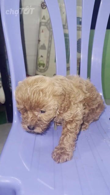 Chó Poodle Nâu Lông xoăn. Mua bán Chó tại Huyện Bình Chánh Tp Hồ Chí Minh được đăng bởi Tien Nguyenvan hình 1
