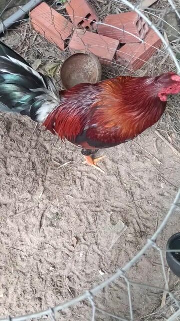 Gà trống Nâu đỏ, đen 2.8kg. Mua bán Gà tại Quận Ninh Kiều Cần Thơ được đăng bởi gà lông  hình 1