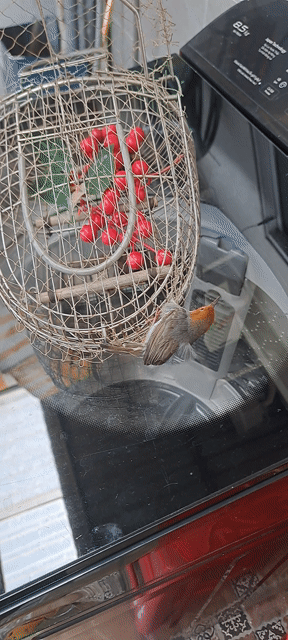 Chim sâu đầu đỏ. Mua bán Chim tại Thành phố Thuận An Bình Dương được đăng bởi Hoang  hình 1