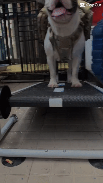Chó Bully đực Trắng đốm nâu đã tiêm phòng. Mua bán Chó tại Thành phố Biên Hòa Đồng Nai được đăng bởi Nguyen Hải  hình 1