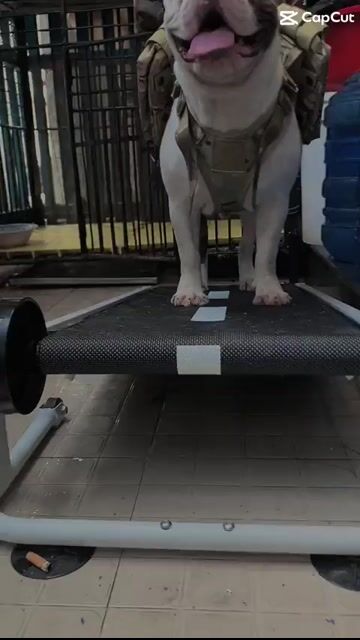 Chó Bully đực Trắng đốm nâu đã tiêm phòng. Mua bán Chó tại Thành phố Biên Hòa Đồng Nai được đăng bởi Nguyen Hải  hình 1