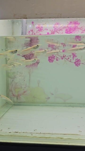 Cá rồng ngân long Abino 9-111cm. Mua bán Thú cưng khác tại Thành phố Thủ Dầu Một Bình Dương được đăng bởi Dung hình 1