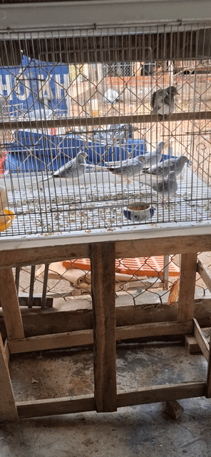 Chim Cu Hà Lan màu Xám. Mua bán Chim tại Huyện Châu Phú An Giang được đăng bởi La Hưng hình 1