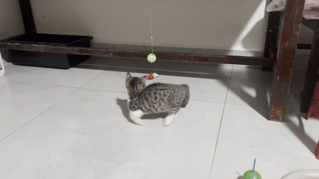 Munchkin 3 tháng tuổi ở Thủ Đức. Mua bán Mèo tại Thành phố Thủ Đức Tp Hồ Chí Minh được đăng bởi Takei Youta hình 1