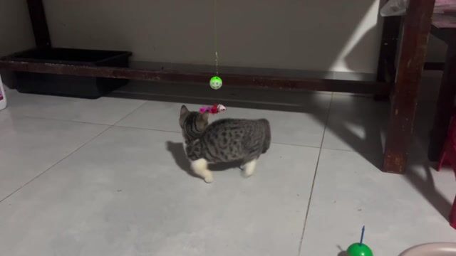 Munchkin 3 tháng tuổi ở Thủ Đức. Mua bán Mèo tại Thành phố Thủ Đức Tp Hồ Chí Minh được đăng bởi Takei Youta hình 1