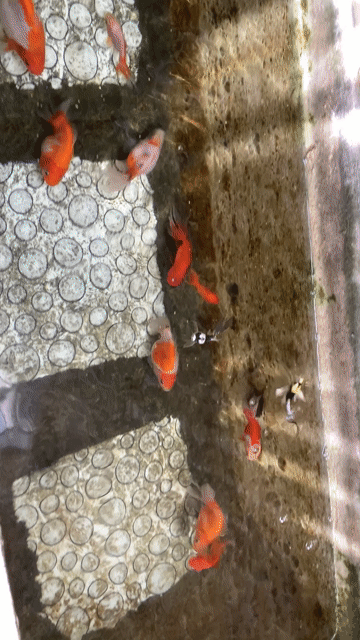 Cá vàng Oranda & Chép panda. Mua bán Thú cưng khác tại Thành phố Qui Nhơn Bình Định được đăng bởi Sinh hình 1