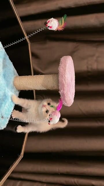 Bé Đực ALN 2 tháng tuổi tìm nhà mới. Mua bán Mèo tại Quận Bắc Từ Liêm Hà Nội được đăng bởi Trần Phương Anh hình 1