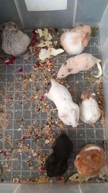 Hamster: tạng to 200k, thường 150k. Mua bán Thú cưng khác tại Quận Gò Vấp Tp Hồ Chí Minh được đăng bởi Yuri hình 1