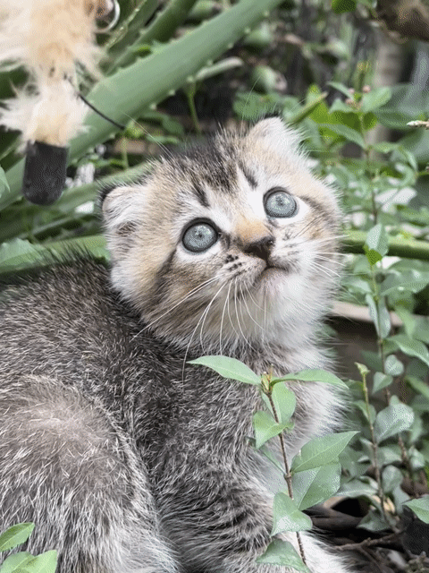 Mèo Anh lông ngắn đực Tabby tai cụp rẻ có ship. Mua bán Mèo tại Quận 12 Tp Hồ Chí Minh được đăng bởi phạm thị hồng xuân hình 1