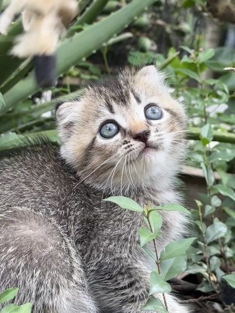 Mèo Anh lông ngắn đực Tabby tai cụp rẻ có ship. Mua bán Mèo tại Quận 12 Tp Hồ Chí Minh được đăng bởi phạm thị hồng xuân hình 1