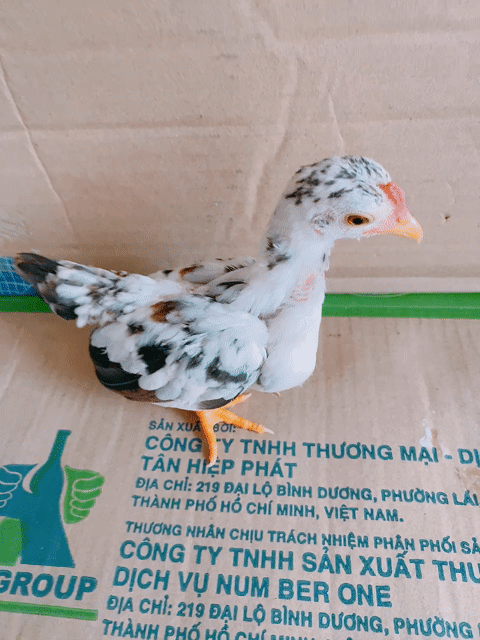 Gà Trống bông sữa Mini Đa sắc tre bắc. Mua bán Gà tại Quận Tân Phú Tp Hồ Chí Minh được đăng bởi chihuahua tân phú hình 1