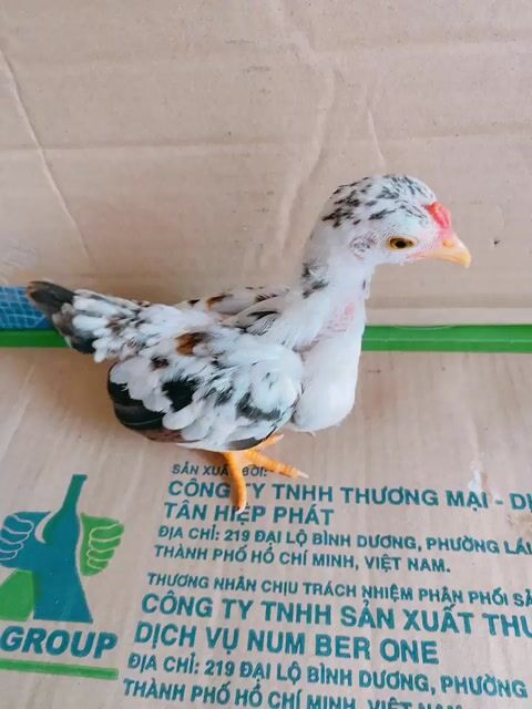 Gà Trống bông sữa Mini Đa sắc tre bắc. Mua bán Gà tại Quận Tân Phú Tp Hồ Chí Minh được đăng bởi chihuahua tân phú hình 1