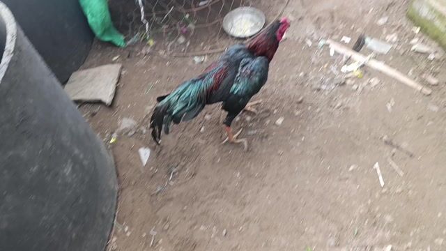 ô tía. Mua bán Gà tại Huyện Bình Giang Hải Dương được đăng bởi khanh hình 1