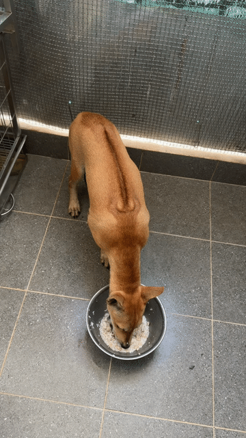 Chó Phú Quốc đực vàng 4 tháng. Mua bán Chó tại Quận 12 Tp Hồ Chí Minh được đăng bởi QB SHOP PETS hình 1