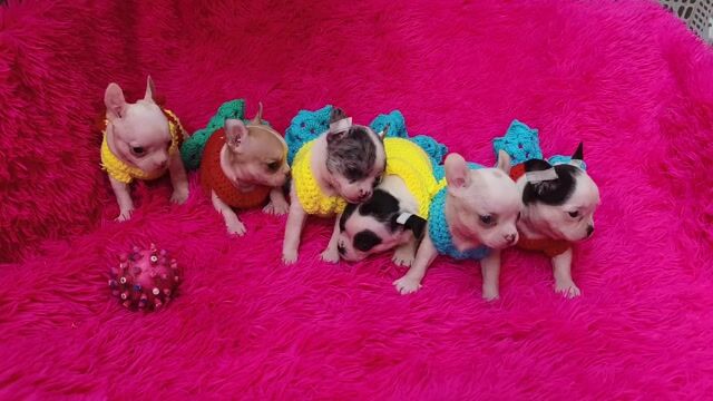 Chihuahua nhà đẻ. Mua bán Chó tại Quận 8 Tp Hồ Chí Minh được đăng bởi Chihuahua nhà ZoZo hình 2