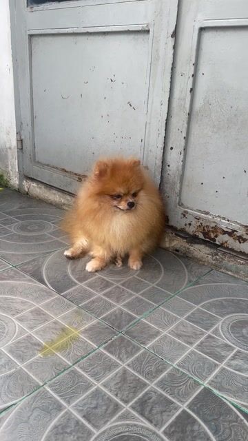 Chó Phốc Sóc mặt gấu-size nhỏ 11 tháng. Mua bán Chó tại Thành phố Thủ Dầu Một Bình Dương được đăng bởi Vô Danh Trần hình 1