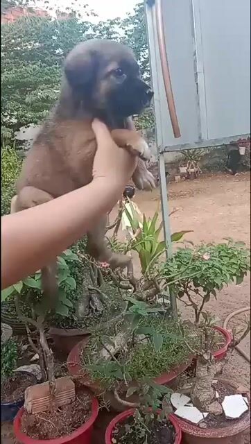 Chó Cái màu Nâu đen. Mua bán Chó tại Thành phố Thuận An Bình Dương được đăng bởi quả đào hình 1