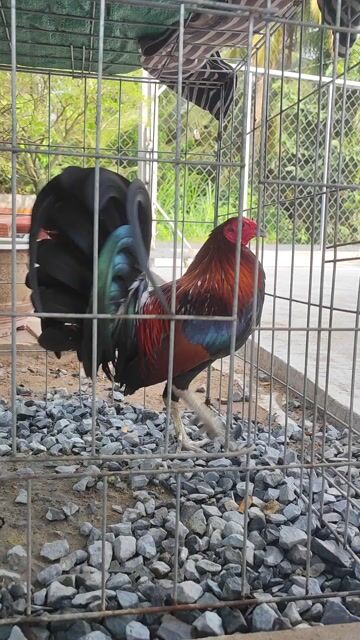 Gà Điều 1.3kg chân Xanh. Mua bán Gà tại Huyện Chợ Gạo Tiền Giang được đăng bởi vinh hình 1