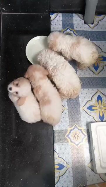 CHÓ POODLE SIZE TINY, CHÂN NGẮN, THUẦN CHỦNG. Mua bán Chó tại Quận Bình Tân Tp Hồ Chí Minh được đăng bởi Tran Huong hình 1