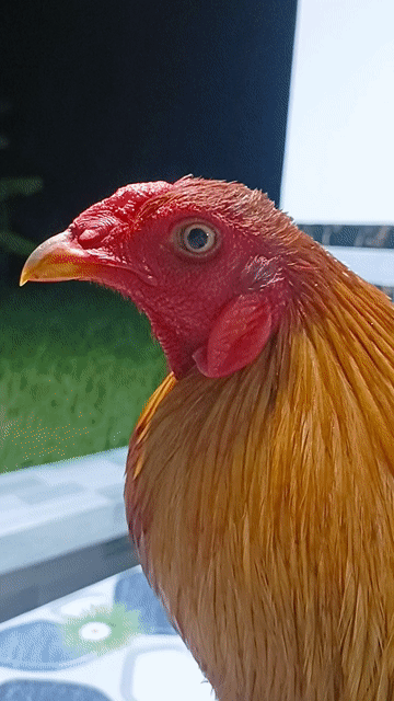 Gà chọi Xám vàng 3.1kg Mỹ. Mua bán Gà tại Huyện Mỹ Tú Sóc Trăng được đăng bởi Tiền Gà  hình 1