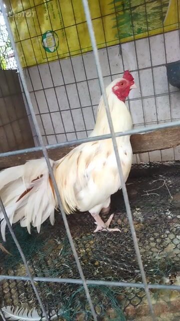 Gà bướm trống màu Trắng. Mua bán Gà tại Huyện Thủ Thừa Long An được đăng bởi Đồ Xưa Các loại  hình 1
