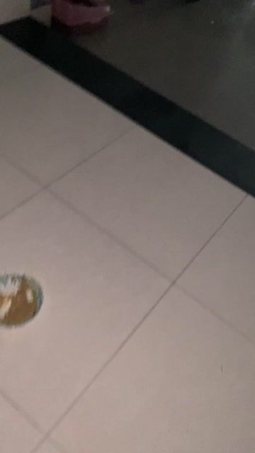 Mèo bán nguyên bầy. Mua bán Mèo tại Thành phố Thủ Đức Tp Hồ Chí Minh được đăng bởi Ko co ten hình 1