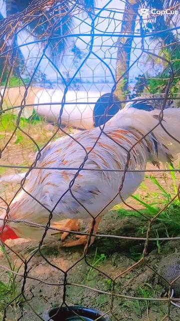 Gà Việt rạc nọc  3.5kg. Mua bán Gà tại Huyện Tân Hiệp Kiên Giang được đăng bởi AK  hình 1