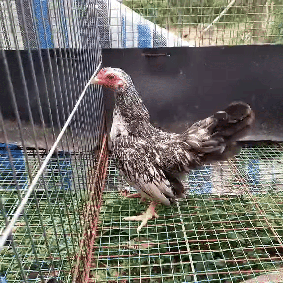 Gà Tre Bắc Trống Đen trắng. Mua bán Gà tại Thị xã Cai Lậy Tiền Giang được đăng bởi Nghĩa Phù hình 1