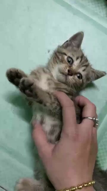 Mèo Anh lông ngắn Tabby classic 1.5 tháng. Mua bán Mèo tại Quận Bình Thạnh Tp Hồ Chí Minh được đăng bởi Bùi bích ngọc hình 1