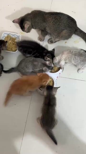 Mèo Anh lông ngắn. Mua bán Mèo tại Quận Hà Đông Hà Nội được đăng bởi Yến hình 1