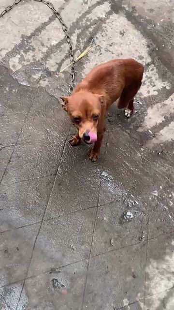 Chó đực màu Nâu. Mua bán Chó tại Huyện Thường Tín Hà Nội được đăng bởi Tên chưa cung cấp hình 1