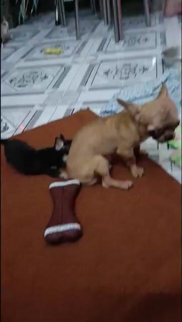 Chó Chihuahua đực đen tecup . Mua bán Chó tại Quận Bình Thạnh Tp Hồ Chí Minh được đăng bởi Lỳ hình 1