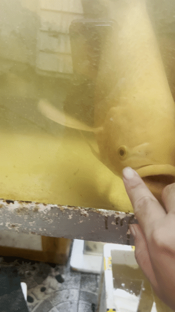 Cá Phát Tài size 3kg 50cm. Mua bán Thú cưng khác tại Huyện Mỹ Xuyên Sóc Trăng được đăng bởi Trac hình 1