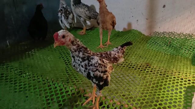 Gà tre nhiều màu. Mua bán Gà tại Thành phố Thuận An Bình Dương được đăng bởi Thai Nguyen hình 1