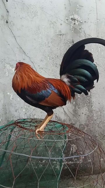 Gà chọi Kenslo Cuban Trống. Mua bán Gà tại Quận 8 Tp Hồ Chí Minh được đăng bởi HT  hình 1