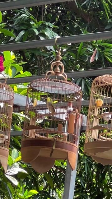 Cần chia lại em liu dài nối mỏ mau : 4 vụ Thuần đé. Mua bán Chim tại Quận Tây Hồ Hà Nội được đăng bởi Anh Đỗ hình 1
