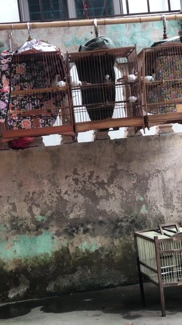 thanh lý mộc đã ra giọng đấu tốt. Mua bán Chim tại Huyện Hoài Đức Hà Nội được đăng bởi nguyen van hau hình 1