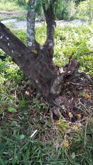 Cây khế chua lâu năm. Mua bán Cây cảnh, đồ trang trí tại Thành phố Vĩnh Long Vĩnh Long được đăng bởi anh thảo hình 1