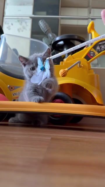 Mèo Anh lông ngắn Xám . chân lùn, chân ngắn. Mua bán Mèo tại Quận 7 Tp Hồ Chí Minh được đăng bởi nhược hy hình 1