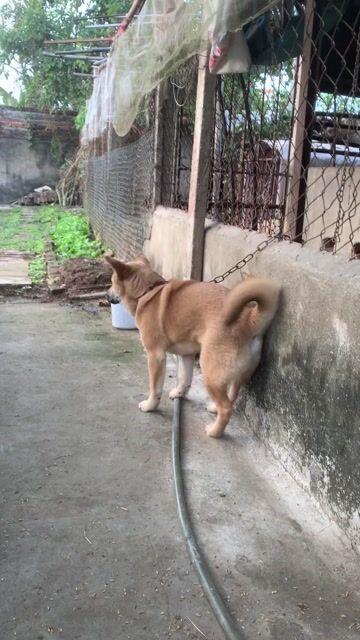 Chó con cái tơ. Mua bán Chó tại Huyện Vũ Thư Thái Bình được đăng bởi Ngoc tân hình 1