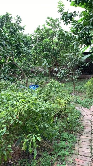 Chim thuần. Mua bán Chim tại Huyện Gia Lâm Hà Nội được đăng bởi Nguyễn Đức Điệp  hình 1