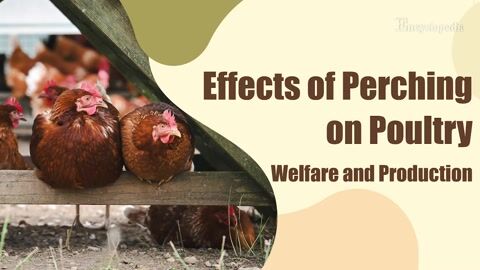 Encyclopedia-Effects of Perching on Poultry Welfare and Production