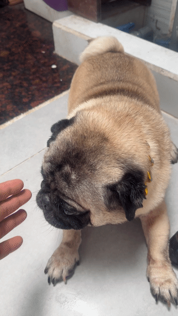 2 Chó Pug đực  mua 1 tặng 1. Mua bán Chó tại Quận Bình Tân Tp Hồ Chí Minh được đăng bởi  đam mê gà hình 1