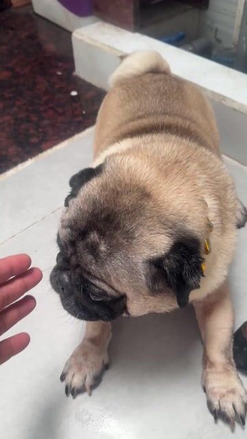 2 Chó Pug đực  mua 1 tặng 1. Mua bán Chó tại Quận Bình Tân Tp Hồ Chí Minh được đăng bởi  đam mê gà hình 1